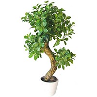 Fixtures Artificial Green Polyscias Tree, 80cm