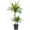 Fixtures Artificial Dracaena Fragrans Green Tree, 120cm