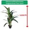 Fixtures Artificial Dracaena Fragrans Green Tree, 120cm