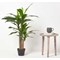 Fixtures Artificial Dracaena Fragrans Green Tree, 120cm